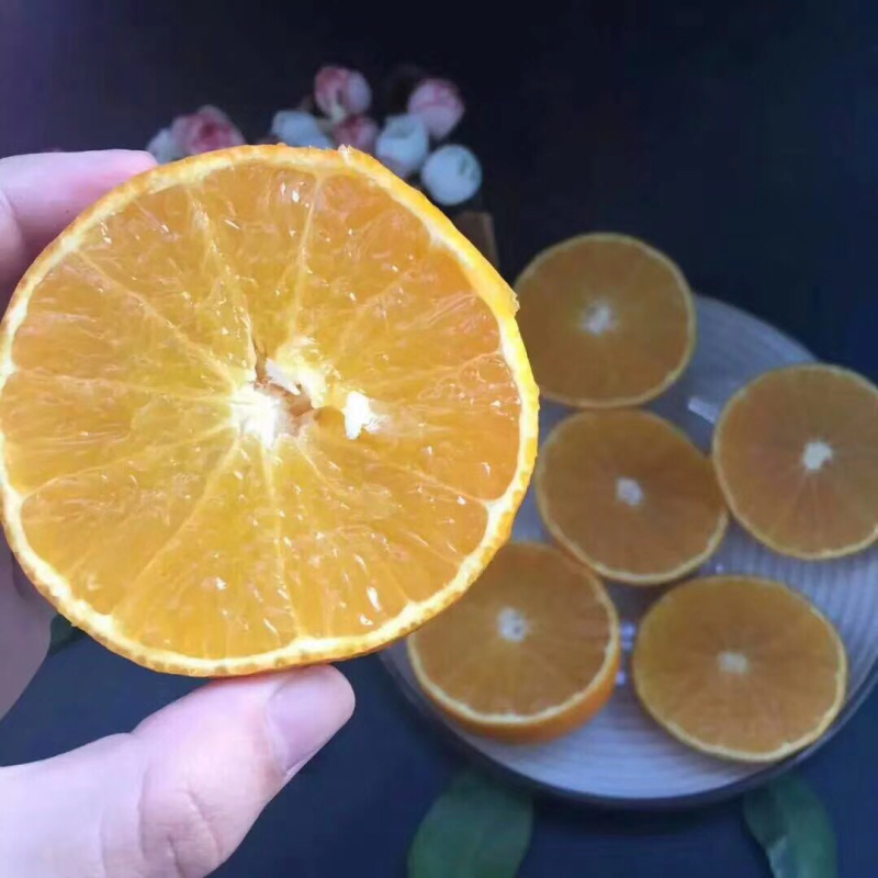 脐橙
