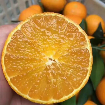 脐橙
