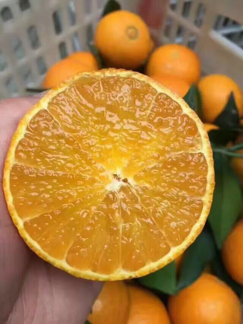 脐橙