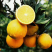脐橙