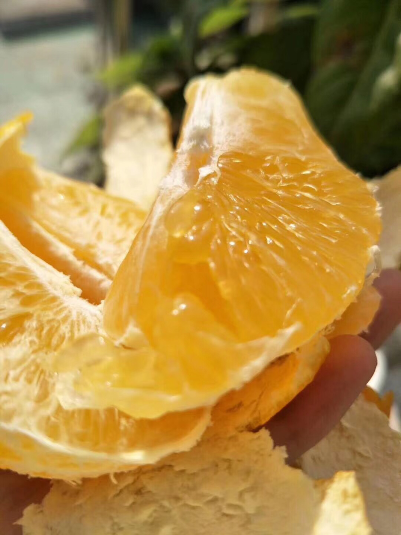脐橙