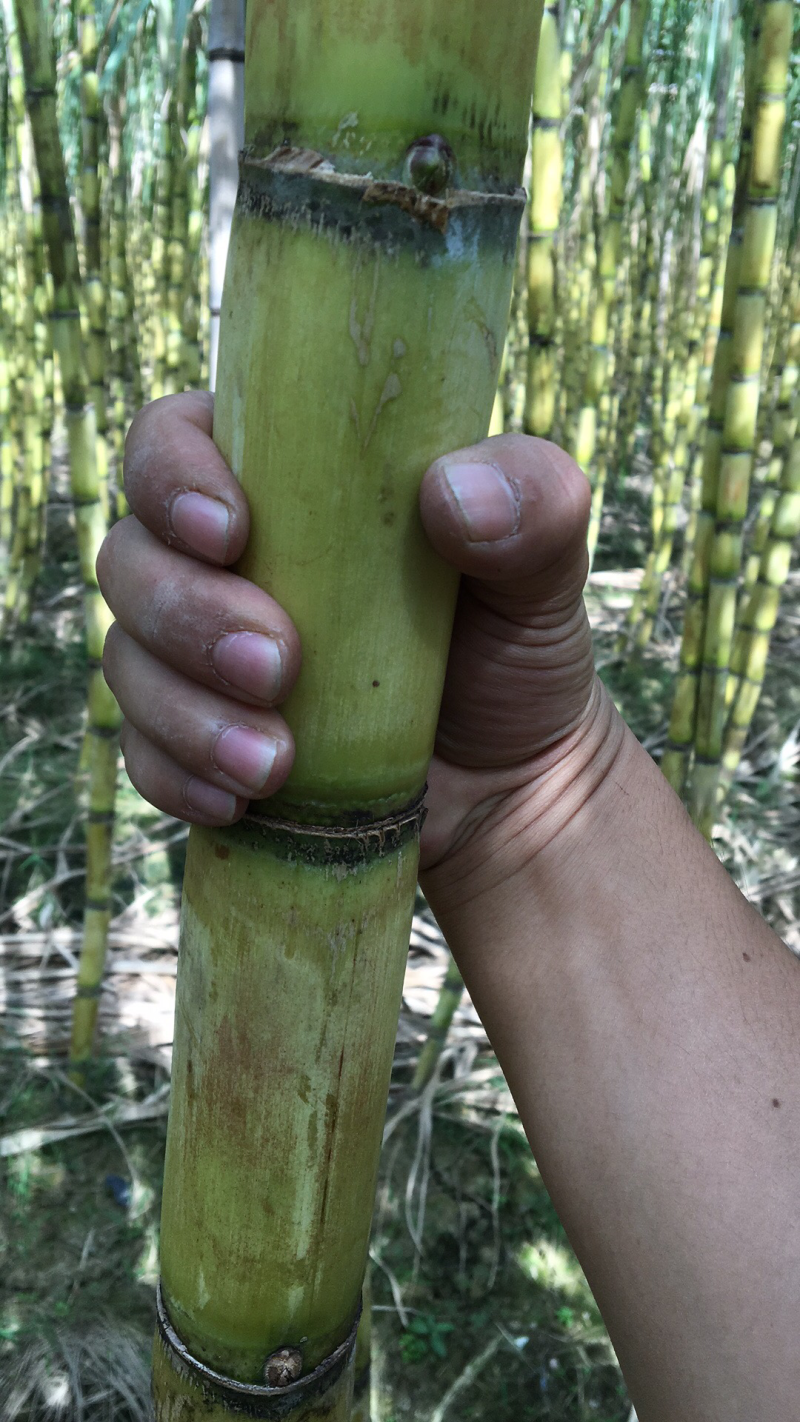 黄皮甘蔗上市中水果甘蔗黄金甘蔗白甘蔗