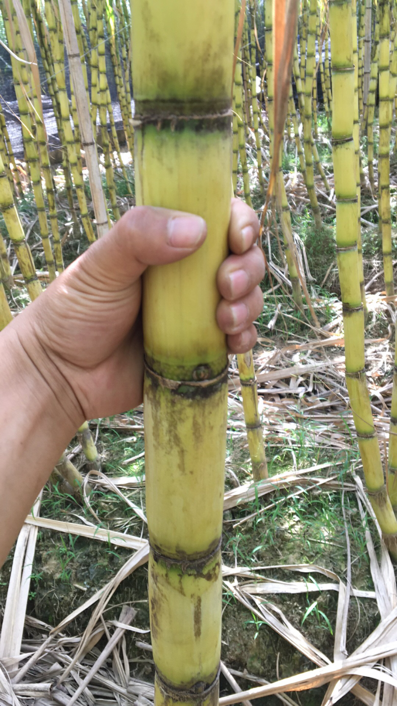 黄皮甘蔗上市中水果甘蔗黄金甘蔗白甘蔗
