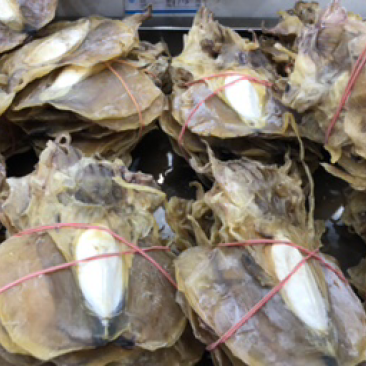 墨鱼