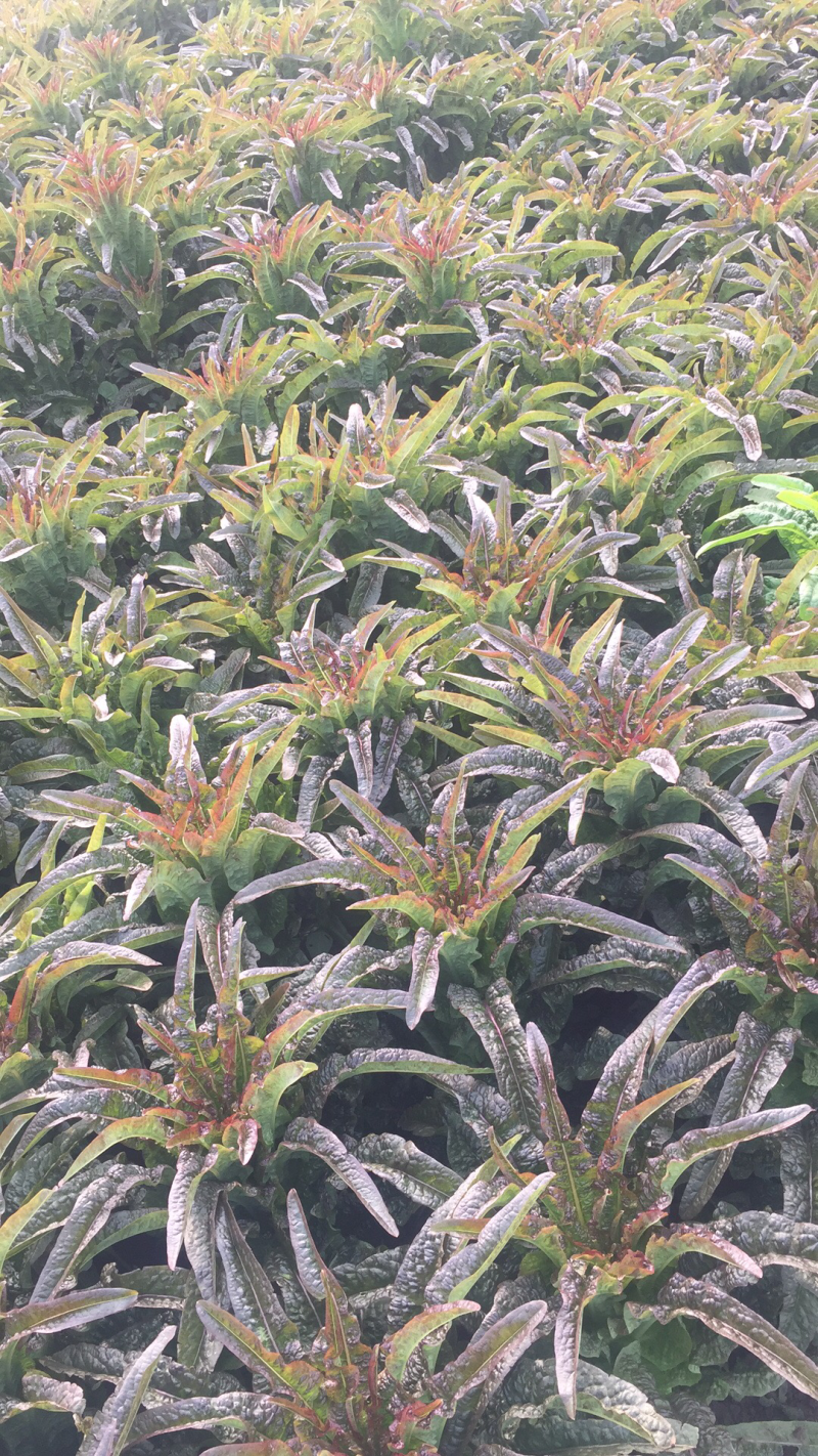 红叶莴笋大量上市中质量好价格合理量大从优来电优惠