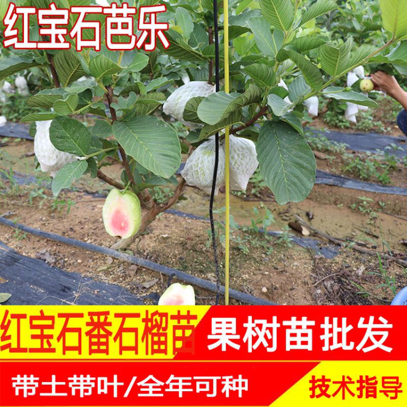 红宝石芭乐苗