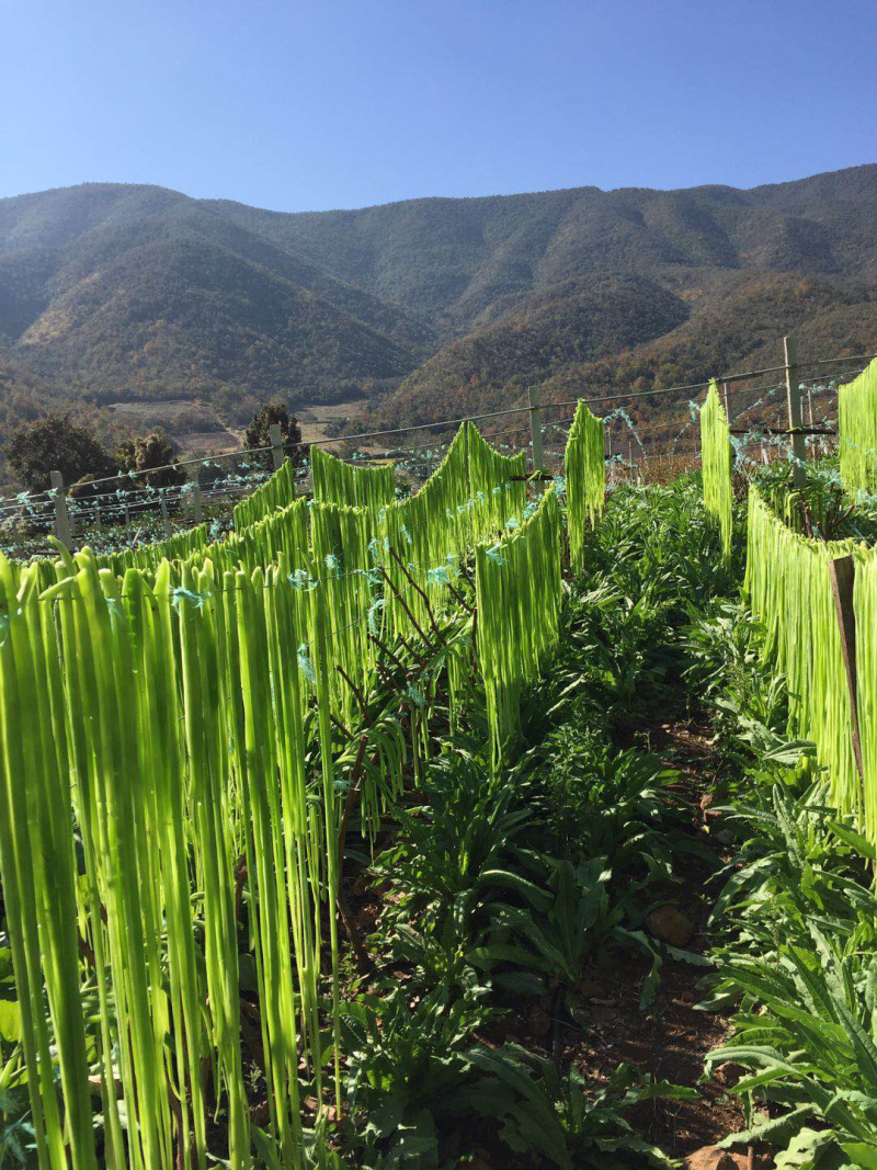 云南贡菜干产地批发10斤装苔干响菜火锅食材预制菜韩国泡菜