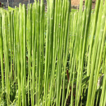 云南贡菜干产地批发10斤装苔干响菜火锅食材预制菜韩国泡菜