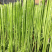 云南贡菜干产地批发10斤装苔干响菜火锅食材预制菜韩国泡菜