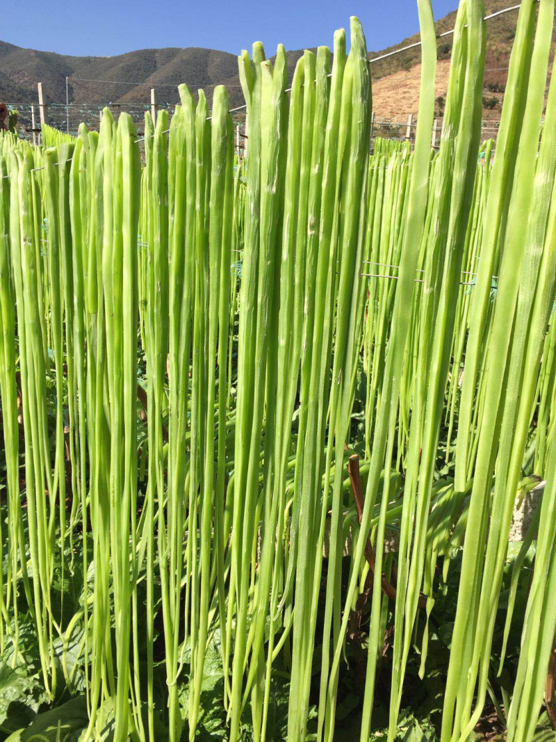 云南贡菜干产地批发10斤装苔干响菜火锅食材预制菜韩国泡菜