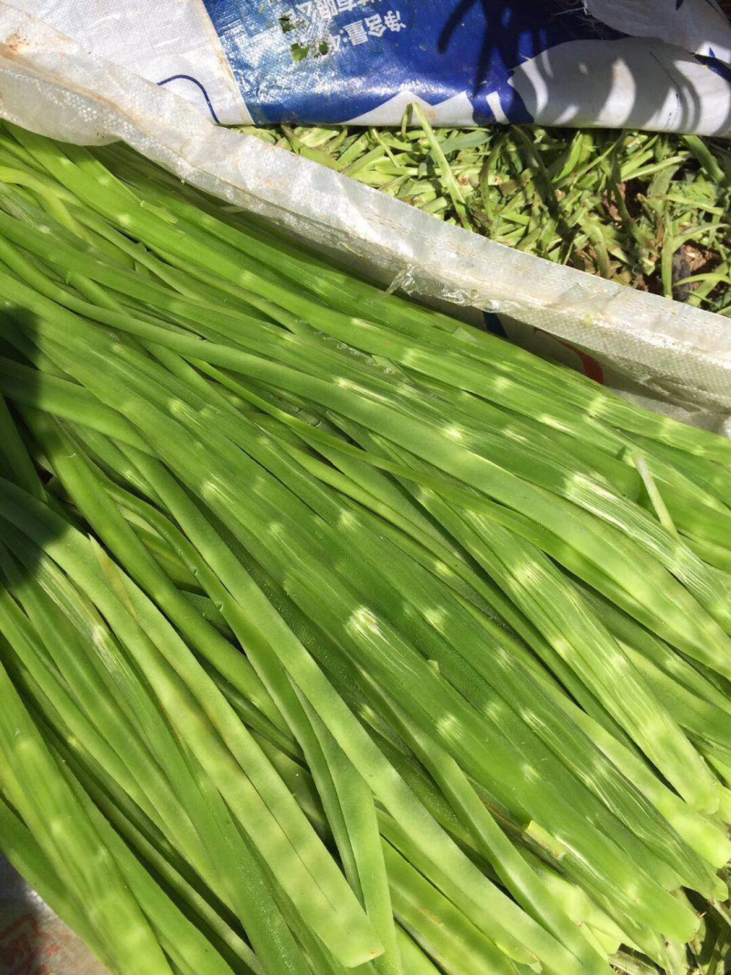 云南贡菜干产地批发10斤装苔干响菜火锅食材预制菜韩国泡菜