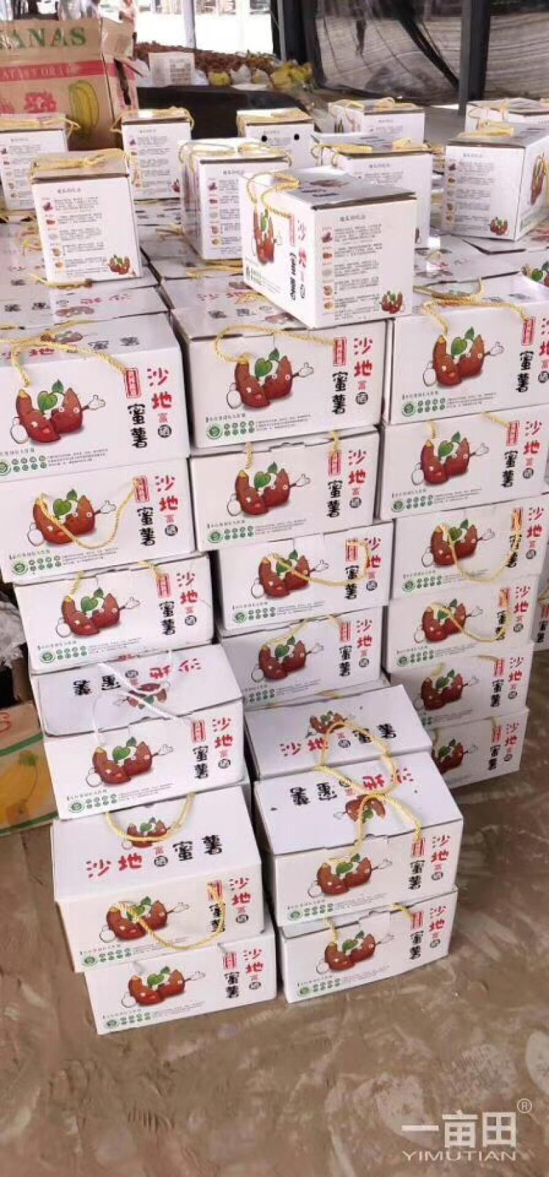 烟薯25，5两以上烤薯规格，蜜薯，红薯，量大从优