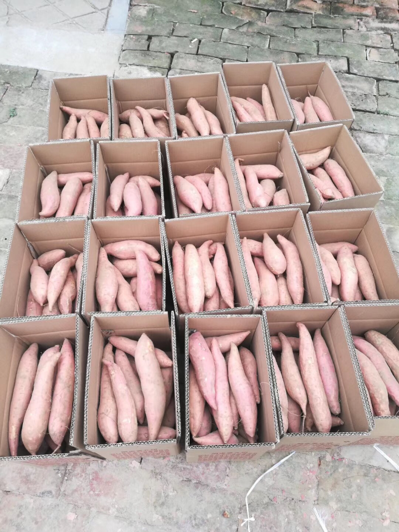 烟薯25，5两以上烤薯规格，蜜薯，红薯，量大从优