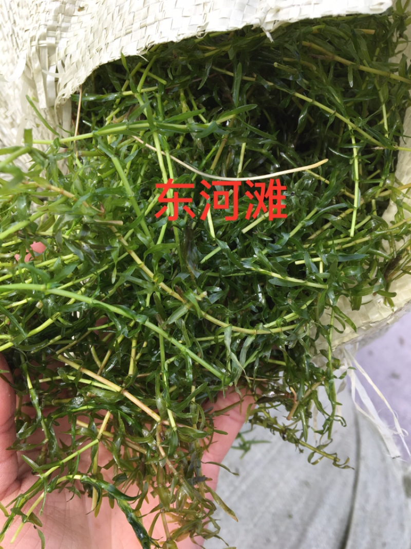 水草伊乐藻龙虾螃蟹专用水草