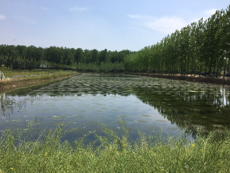 水草伊乐藻龙虾螃蟹专用水草
