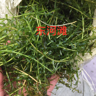 洪泽湖畔虾蟹伊乐藻有根好成活