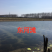 洪泽湖畔虾蟹伊乐藻有根好成活