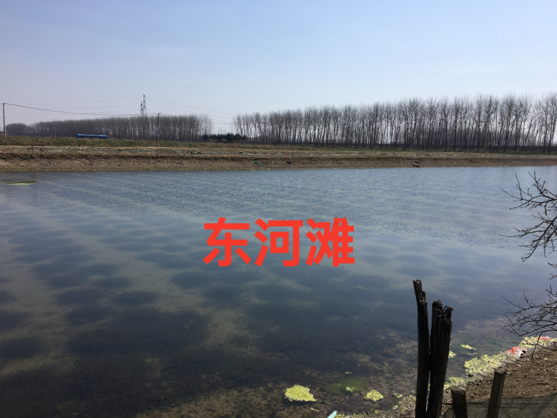 洪泽湖畔虾蟹伊乐藻有根好成活