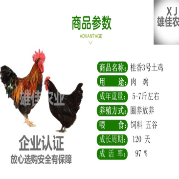 厂家直销广西灵山土鸡苗桂香土鸡苗包邮包活