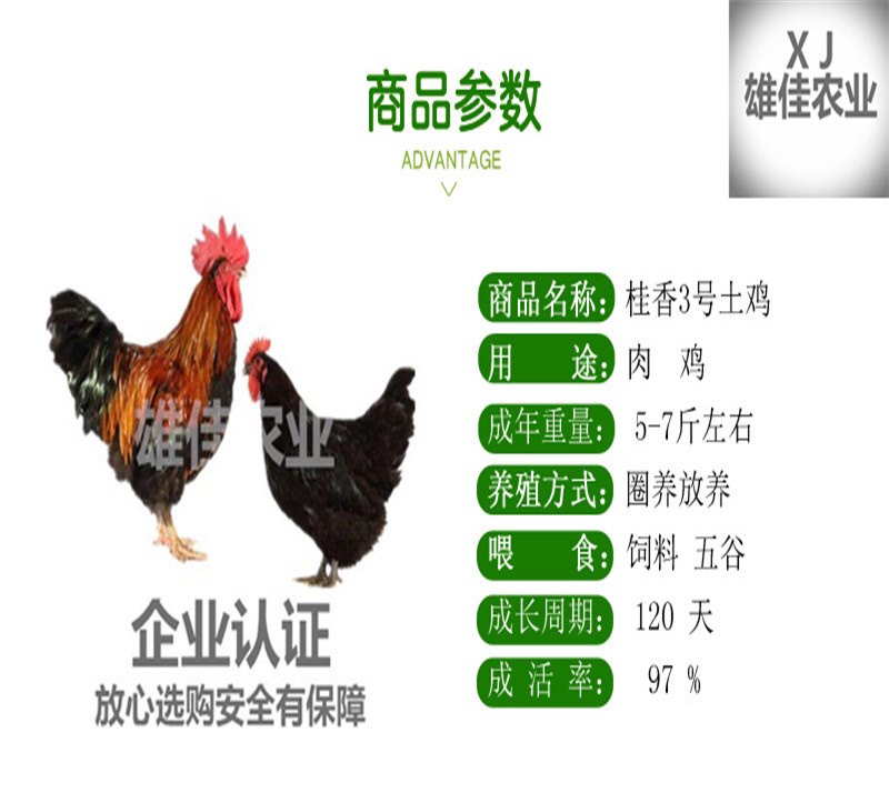 厂家直销广西灵山土鸡苗桂香土鸡苗包邮包活