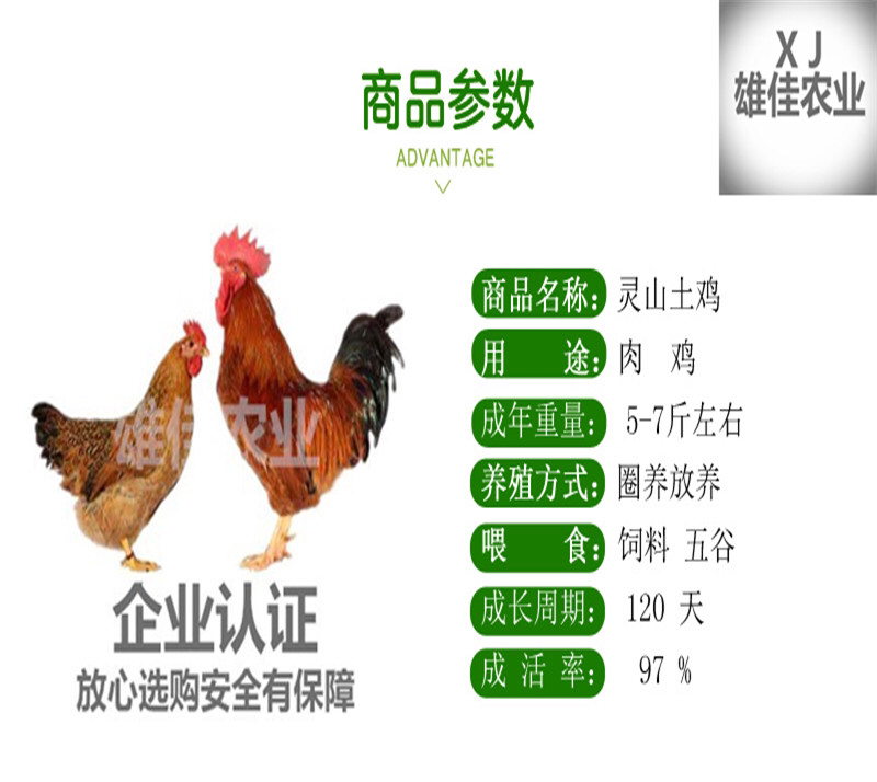 厂家直销灵山土鸡苗包邮包活