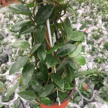 绿叶球兰花苗。绿叶花心球兰大苗盆栽攀援植物室内爬藤吊兰
