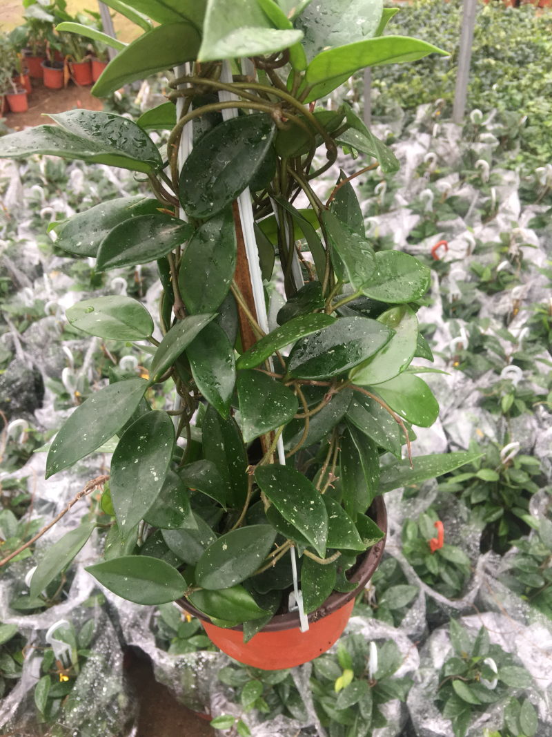 绿叶球兰花苗。绿叶花心球兰大苗盆栽攀援植物室内爬藤吊兰