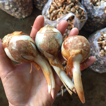 云南精品大中小茨菇大量上市电商市场欢迎来电合作