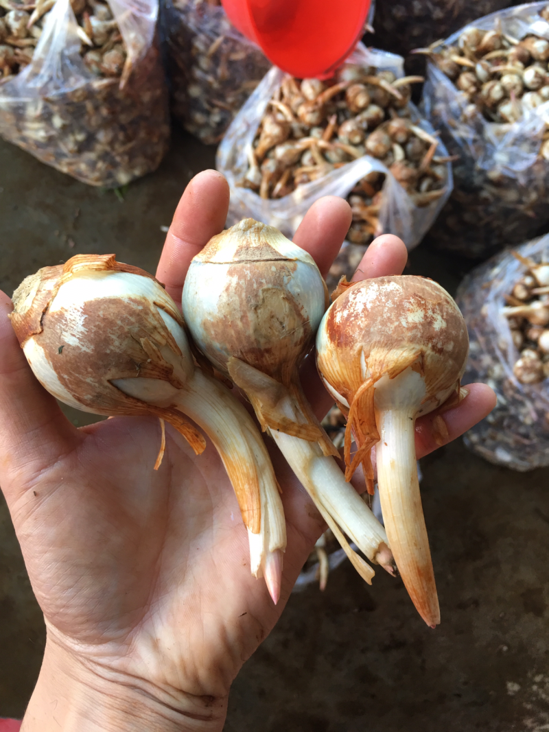 云南精品大中小茨菇大量上市电商市场欢迎来电合作