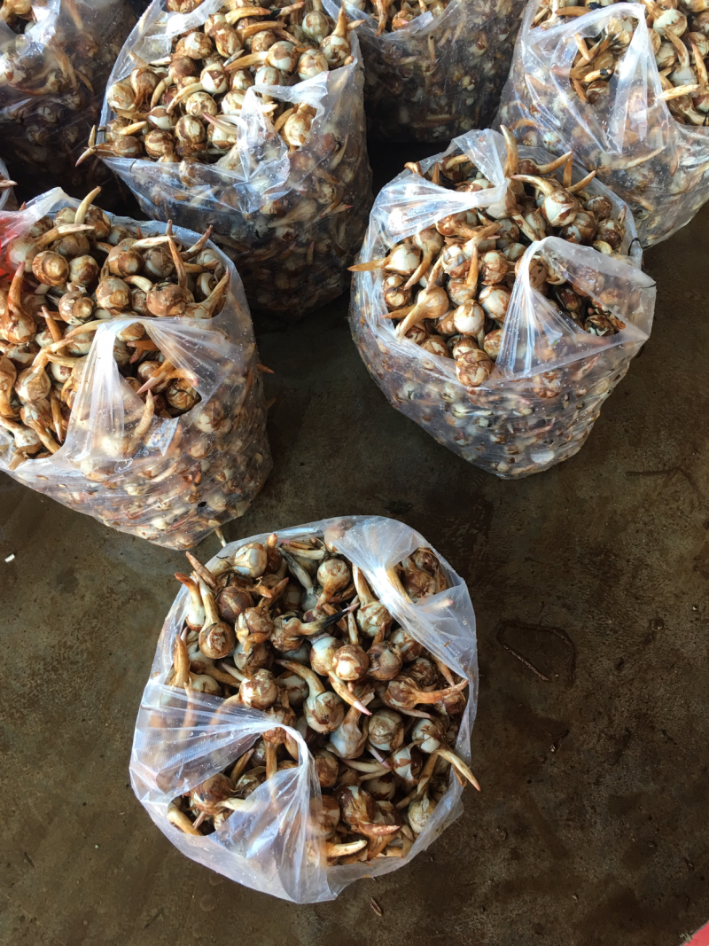 云南精品大中小茨菇大量上市电商市场欢迎来电合作