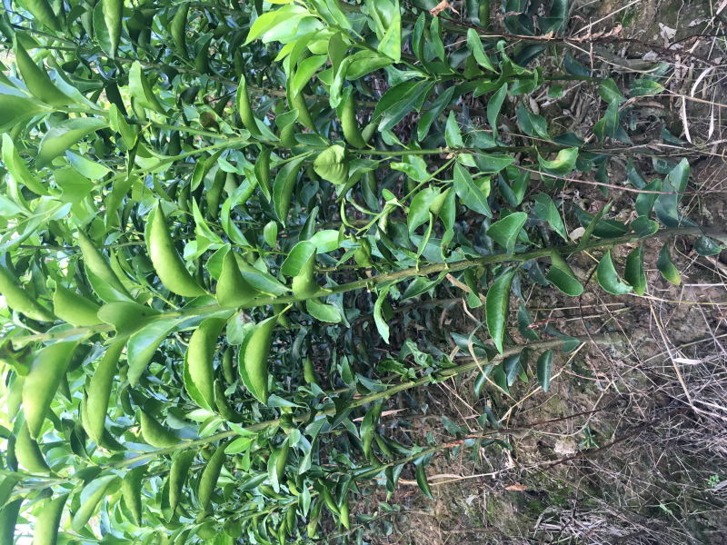 产地供应正宗无核砂糖桔树苗当年结果现场起苗