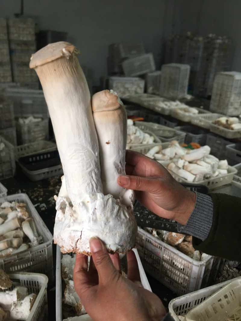 【精品推荐】好棉渣籽成本低营养成分高保水锁水力强饲料肥料