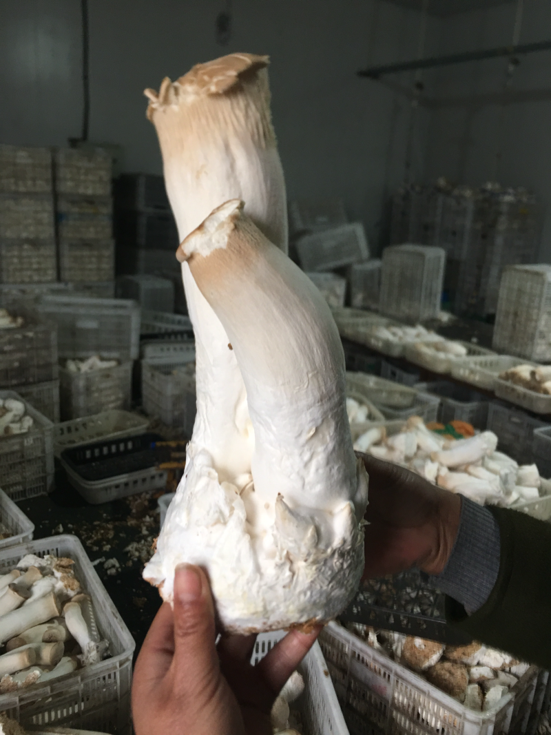 【精品推荐】好棉渣籽成本低营养成分高保水锁水力强饲料肥料