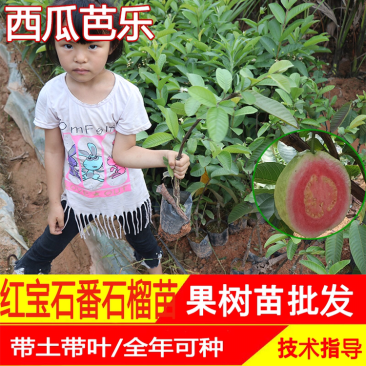 西瓜番石榴苗西瓜芭乐/珍珠芭乐