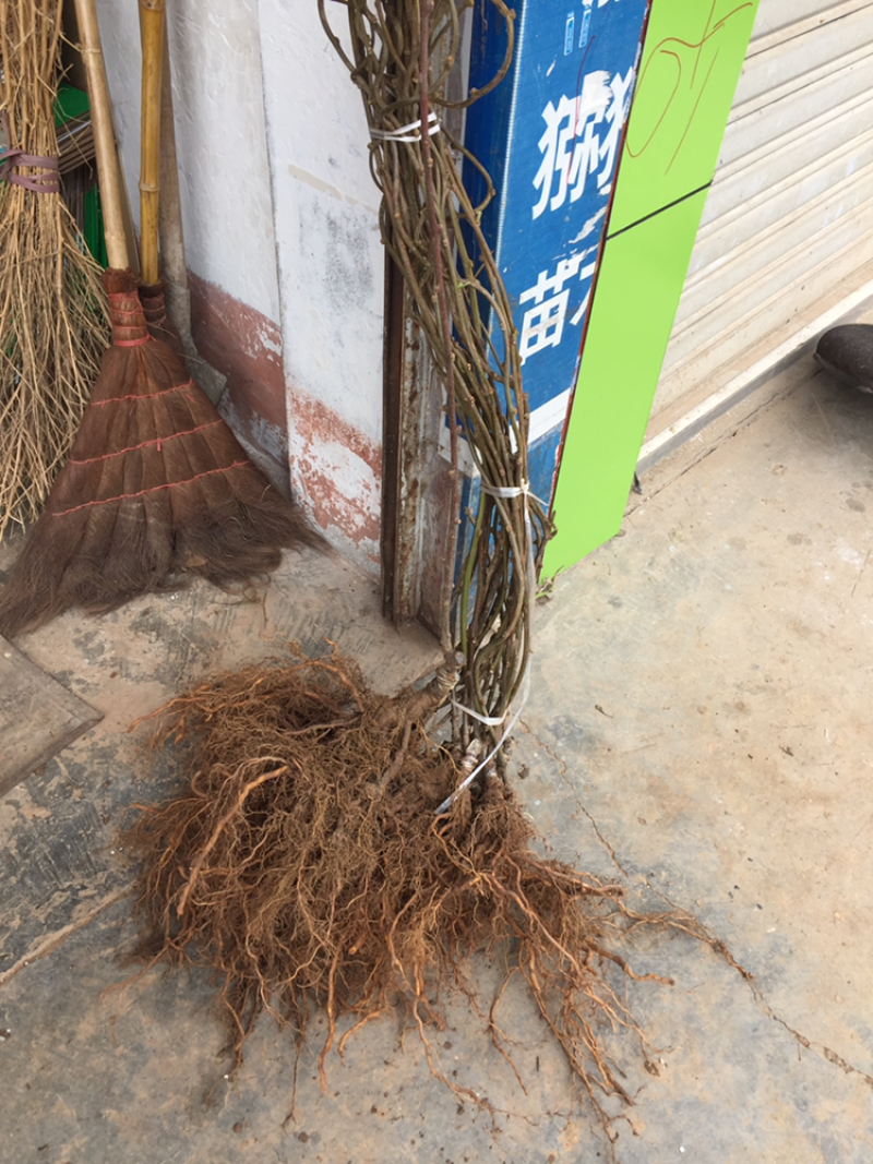 红心猕猴桃苗，原产地直供