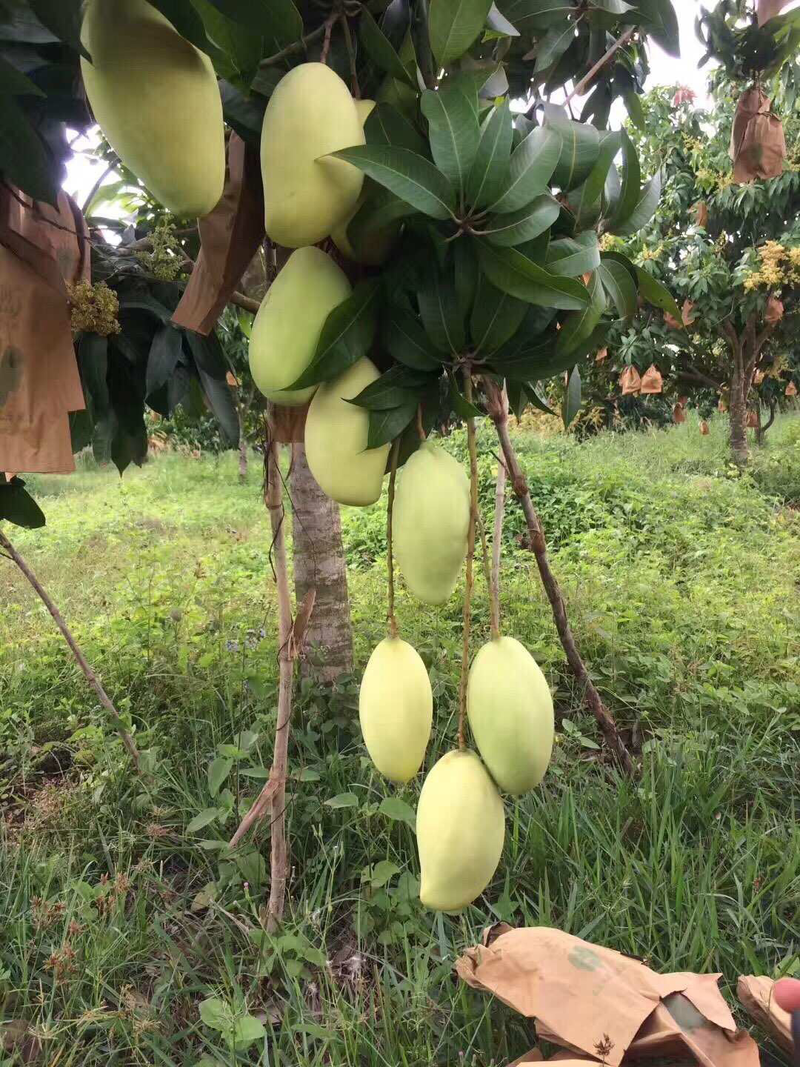 高乐密芒果柬埔寨自营果园直供