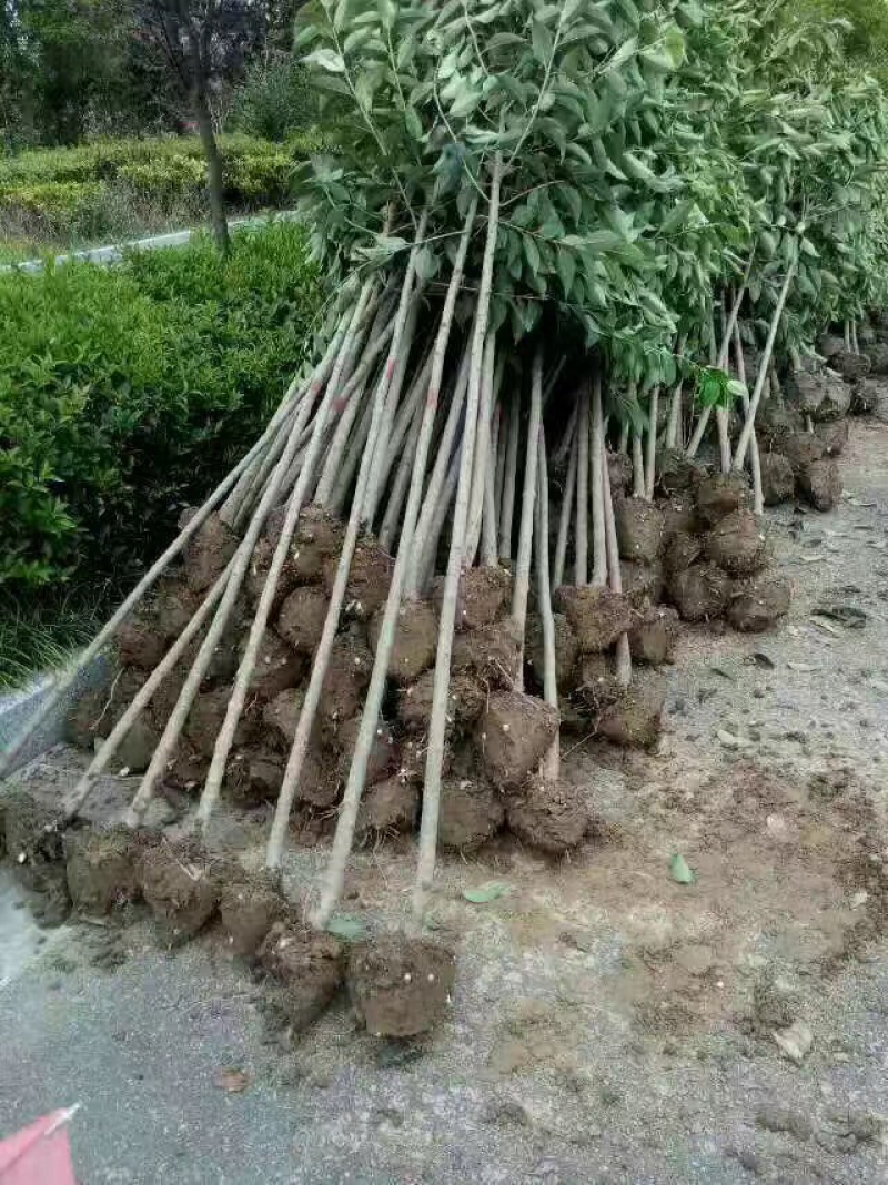 大叶女贞