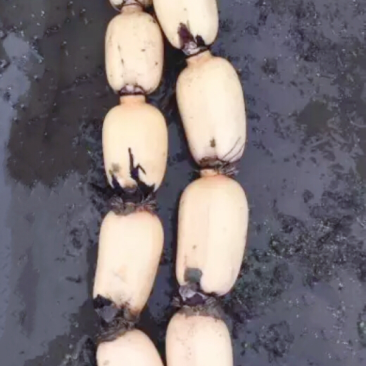 莲藕精品田藕荆州市千亩莲藕种植基地大量供应
