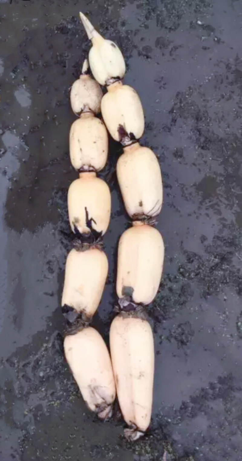 莲藕精品田藕荆州市千亩莲藕种植基地大量供应