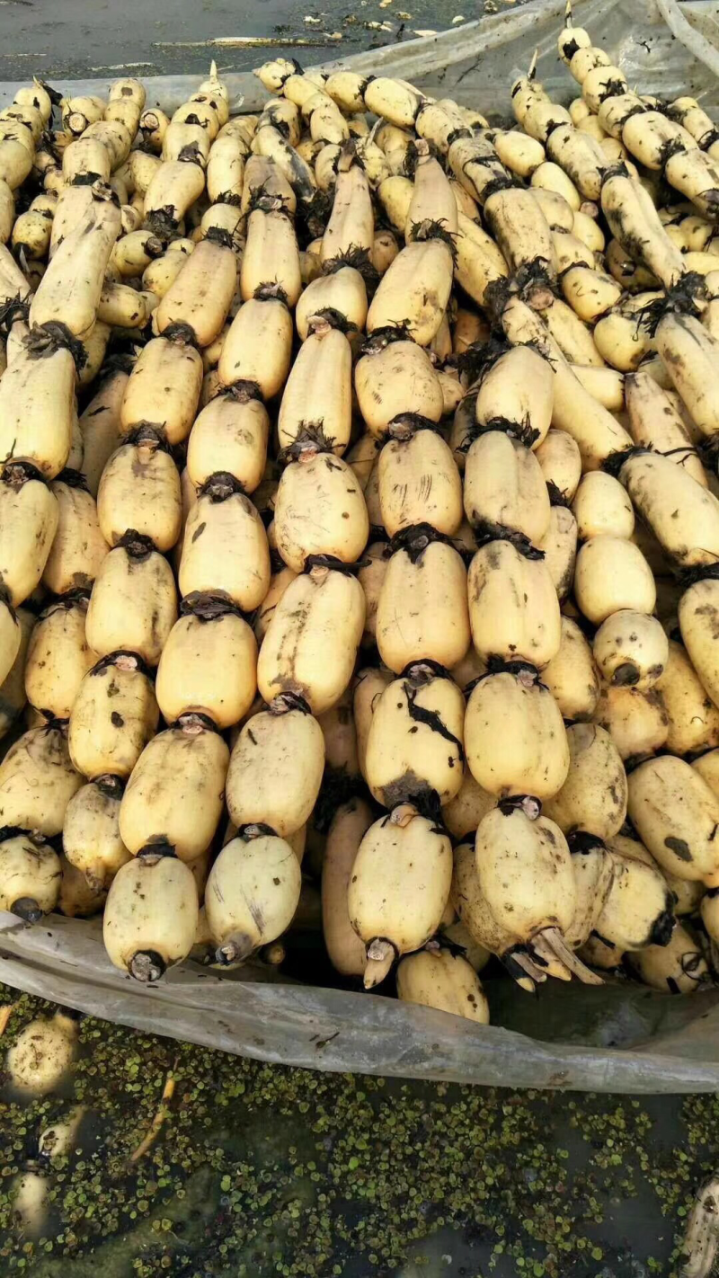 莲藕精品田藕荆州市千亩莲藕种植基地大量供应