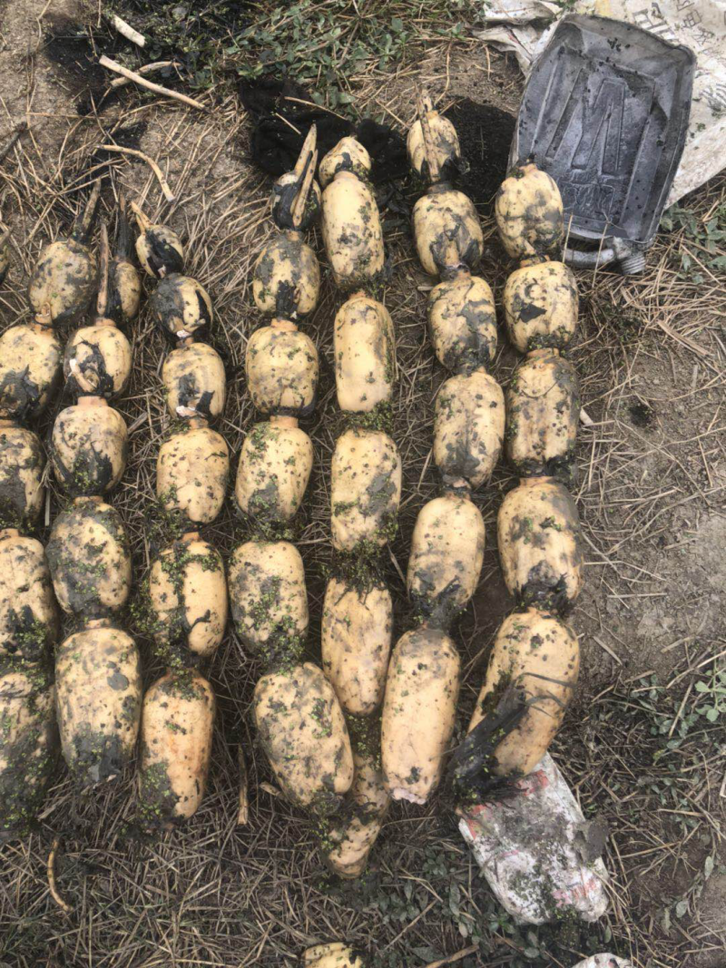莲藕精品田藕荆州市千亩莲藕种植基地大量供应