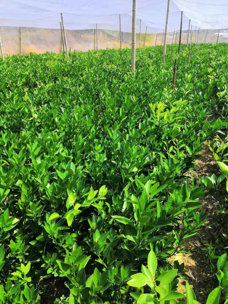 供应特早熟温州蜜柑树苗、品种稻叶、大丰、大浦5号特早熟