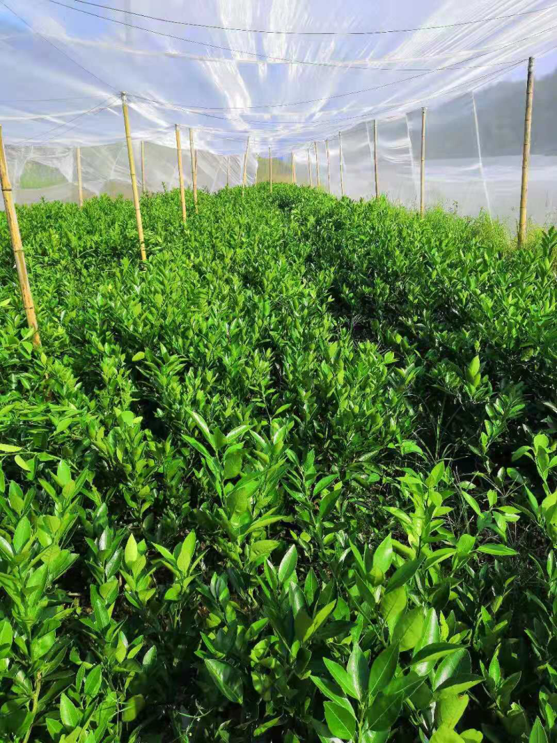 供应特早熟温州蜜柑树苗、品种稻叶、大丰、大浦5号特早熟