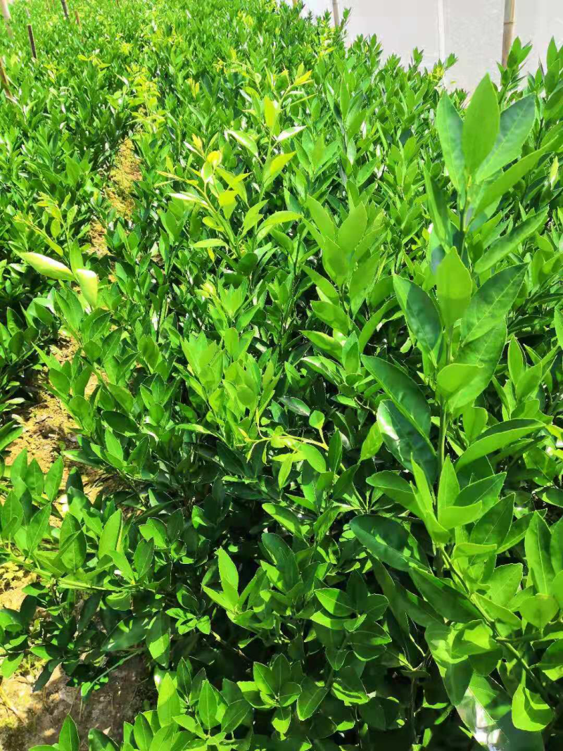供应特早熟温州蜜柑树苗、品种稻叶、大丰、大浦5号特早熟