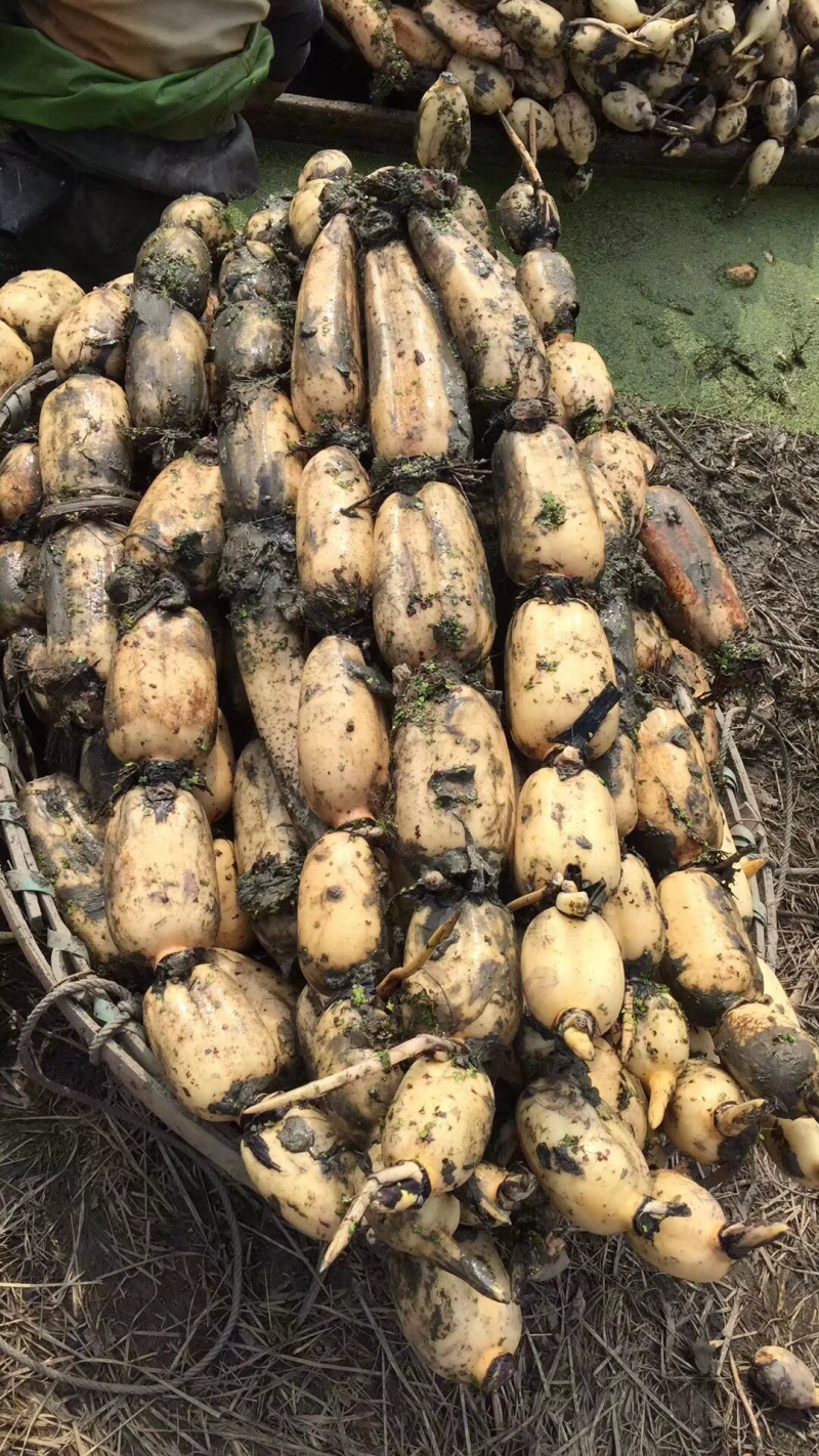 莲藕精品田藕荆州市千亩莲藕种植基地大量供应