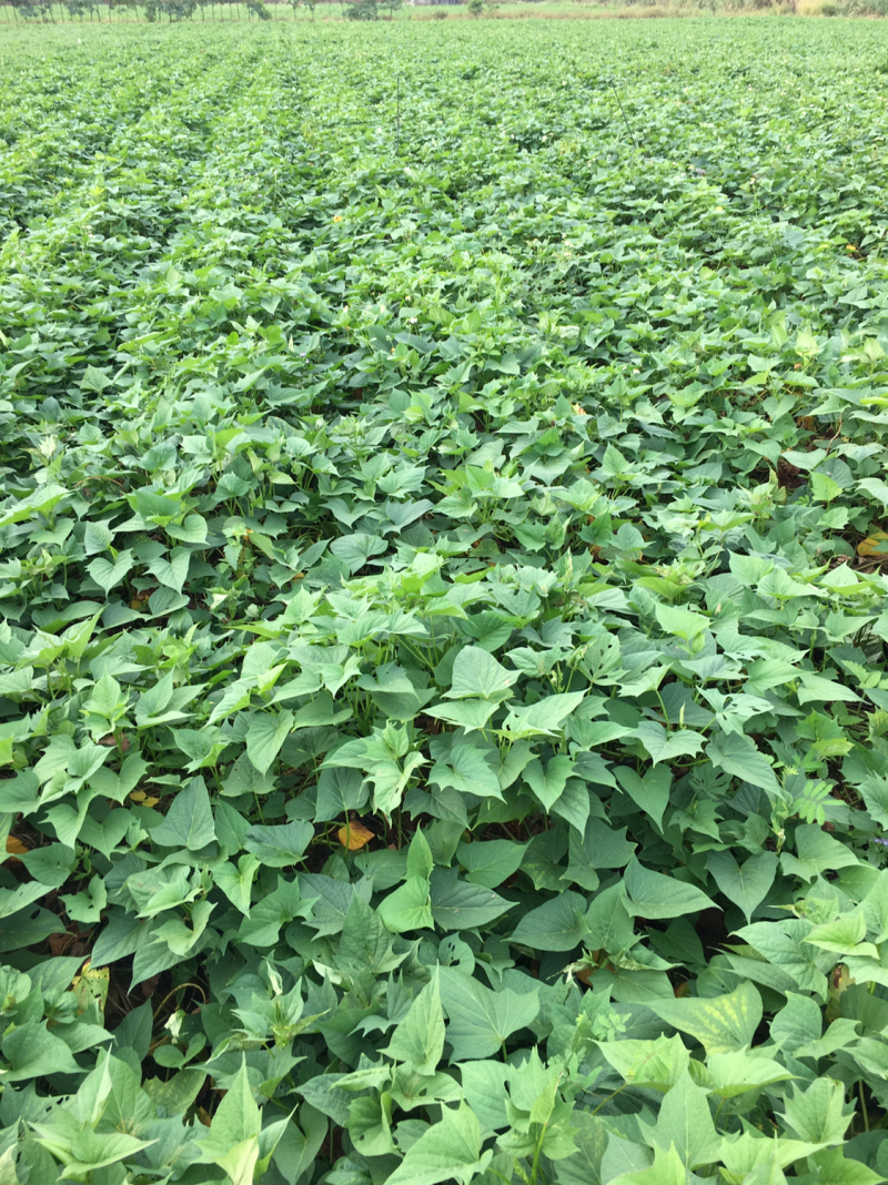 莺歌红薯软糯香甜，无筋无丝，适合烤薯，鲜食，做甜点