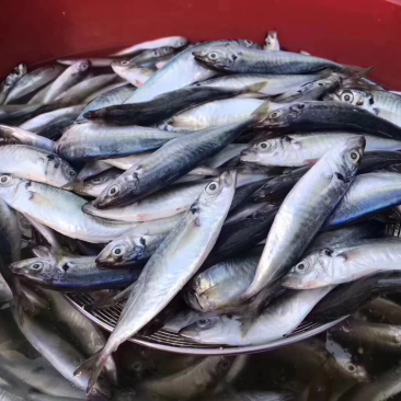 巴浪鱼干一手货源