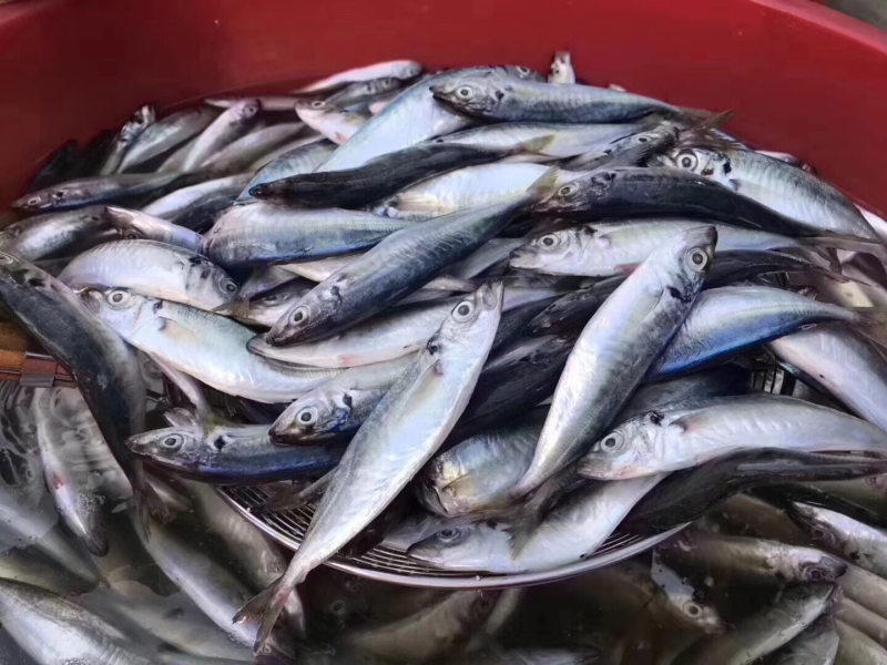 巴浪鱼干一手货源