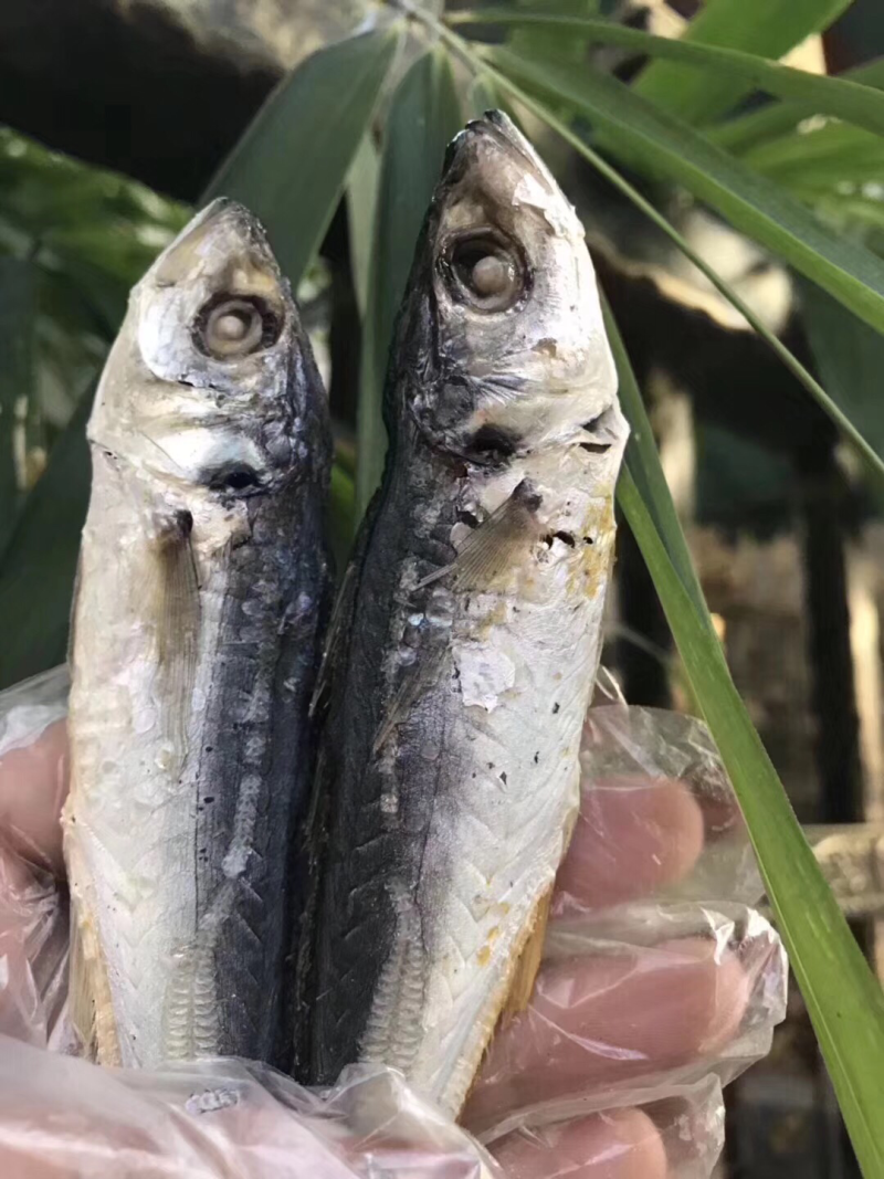巴浪鱼干一手货源