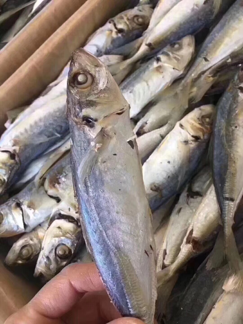 巴浪鱼干一手货源
